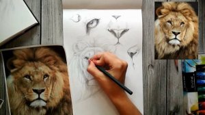 Рисуем льва карандашом. Второй урок. Часть 2.
