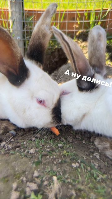 Драма в вольере