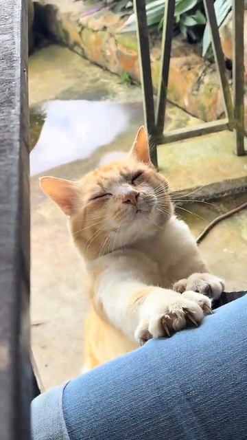 Самый добрый кот