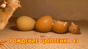 Вылупление цыпленка из яйца в инкубаторе версия 43