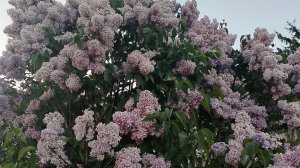 И что же бабушке  только не надо.31-05-2026