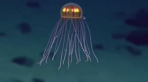 10 Самых Ужасных Обитателей Марианской Впадины
