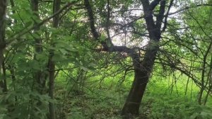 установка ловушек для пчел.