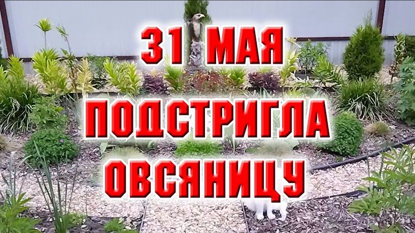 31 мая. Подстригла овсяницу, клумба заиграла
