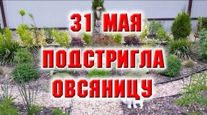 31 мая. Подстригла овсяницу, клумба заиграла