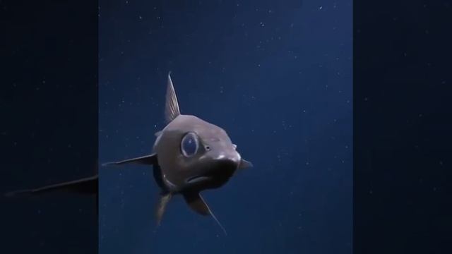 Чёрный гренадёр