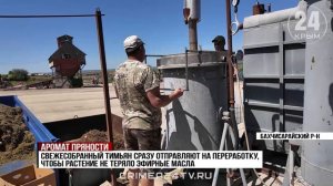 В Бахчисарайском районе приступили к сбору тимьяна