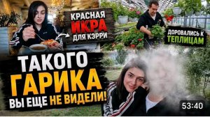 САМВЕЛ АДАМЯН, ТАКОГО ГАРИКА ВЫ ЕЩЁ НЕ ВИДЕЛИ, ВМЕСТО НАМАЗКИ - ИКРА! ДОРВАЛАСЬ К ТЕПЛИЦЕ..