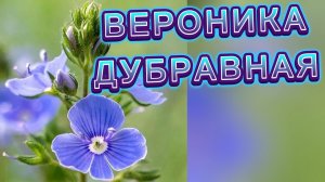 Вероника дубравная Лекарственное растение