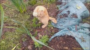 Солнца лучик играет с мышкой!