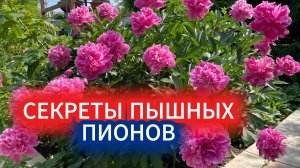 Чтобы пионы были огромными - волшебная подкормка. Как поливать пионы