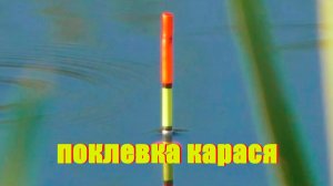 Поклевки карася