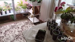 Первая пикировка глоксиний из семян 👍🤗вот такие малыши 🌱🌱 
Взошли семена моего опыления 🤗