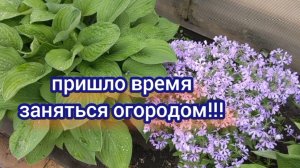 Сезон продажи рассады окончен! Наконец- то могу заняться своим огородом!!!