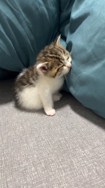 котик смотреть онлайн