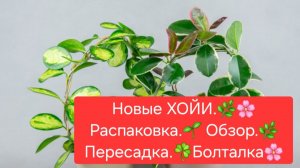 Новые ХОЙИ.🌷 Распаковка.🎁 Обзор.🌿 Пересадка. 🌼Болталка.😉🌸