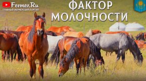 🐎Секрет вкуса кумыса. ДНК аборигенных пород Казахстана. Дойка кобыл в Алаколь Асыл Жылкысы. 2 часть