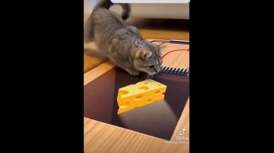 О-О-ОЧЕНЬ СМЕШНЫЕ КОТЫ! 🤣🤣🤣🤣🤣🤣😂😂