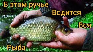 Ручей раздает карасей и голавлей!