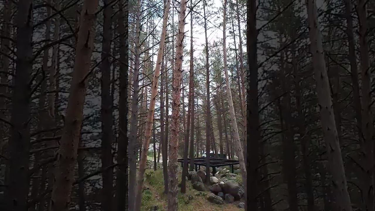 Сосновый лес у подножия Эльбруса. #Эльбрус, #лес, #туризм , #путешествия