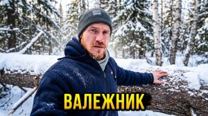 Валежник. Сбор валежника. Деревья поваленные жуками