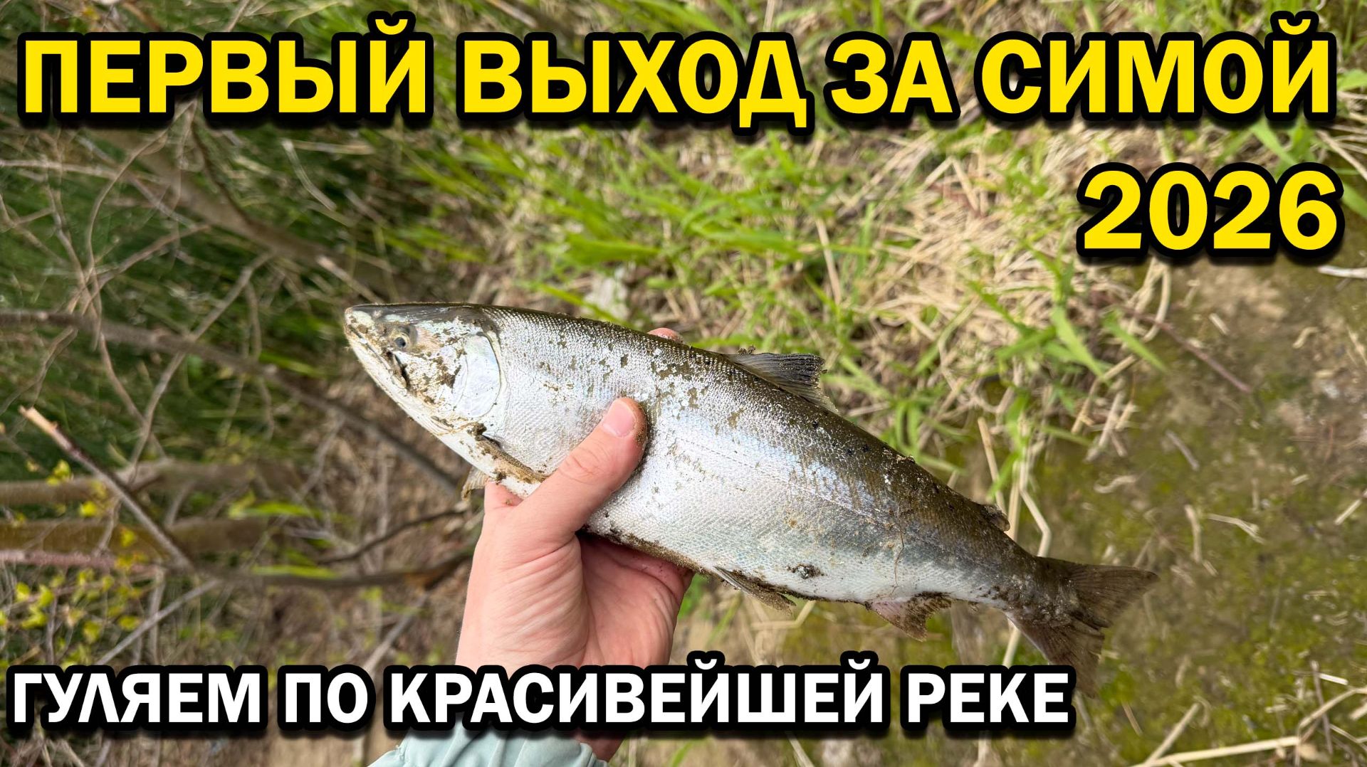 Сима. Рыбалка на красивейшей реке. #Сахалин #рыбалка #сима смотреть онлайн