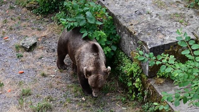 DSC_4511 смотреть онлайн