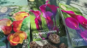 Каллы. Посадка, уход в кашпо  #каллы #какпосадитькаллы #цветы #растения #цветывгоршках