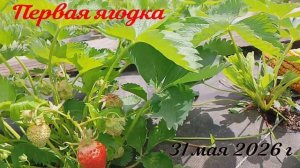 Первые ягодки , сорт Клери. 31 мая 26 г. Впервые так рано .