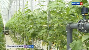 В КБР с начала года собрали почти две тысячи тонн овощей