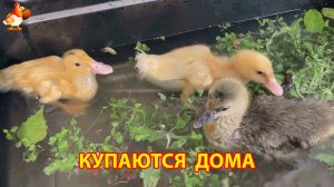 Серый гусёнок и два утёнка купаются дома в раковине, пока на улице холодно (2)