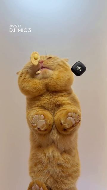 Коте жракула смотреть онлайн