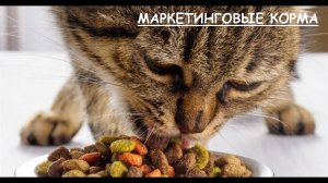 Самые популярные сухие корма и что с ними не так