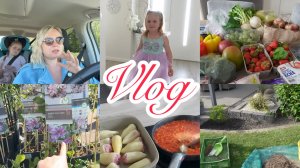 VLOG🇩🇪: ВЫБИРАЮ КЛИМАТИСЫ/ СКОЛЬКО РАЗНОВЫДНОСТЕЙ🌺ЗАКУПКА/ В МАГАЗН ЗА ПОДАРКОМ🎁ПРОСЕИВАЮ КАМНИ