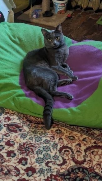Кот Атос внимательно наблюдает! #shorts #животные #котатос #коты #наблюдательныйкот