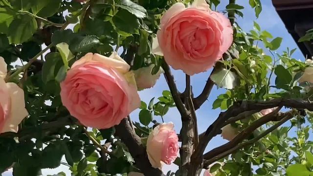✅ Едем в хутор за саженцами ☀️что купили и  посадили 🙂