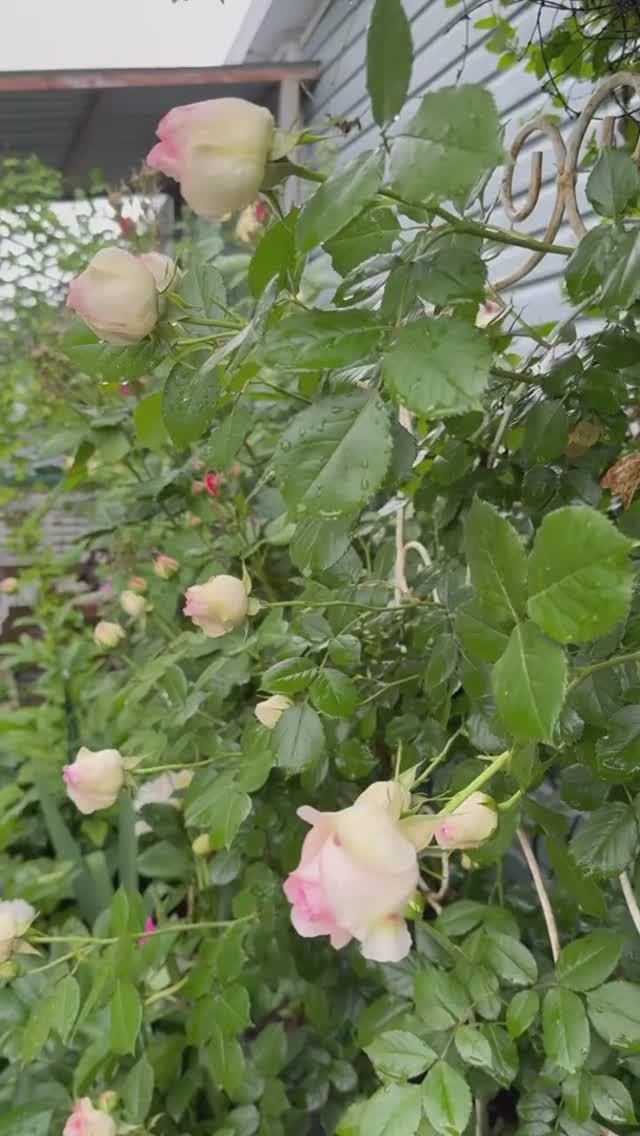 Розы на старте💐 смотреть онлайн