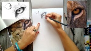 Рисуем льва карандашом. Второй урок. Часть 1.