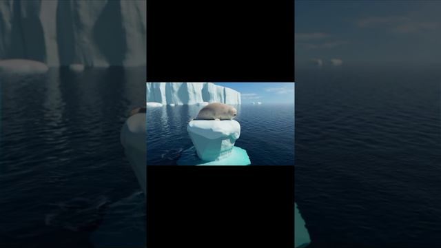сборни тюленей из пяти серий