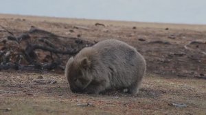 Вомбат. Одержимость копать.