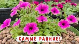 Самые ранние, самые яркие цветы в конце мая! Вегетативные петунии разных сортов с необычными цветам