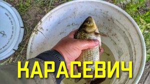 Пробую новый ароматизатор на карася