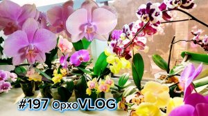 #197 ОрхоVLOG Сапорита~Динамит сравним. Жду цветение кросса. Продам орхидеи
