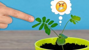 Я вырастил Растение, которое реагирует на Палец!