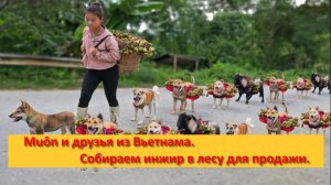 Muôn и друзья из Вьетнама. Собираем инжир в лесу для продажи.