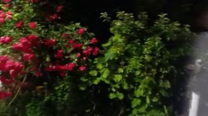 Роза ночью под дождём
