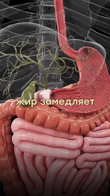 Тяжесть после еды. Как её убрать и что это на самом деле.