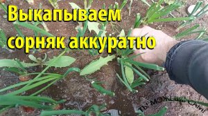 Выкапываем сорняк аккуратно