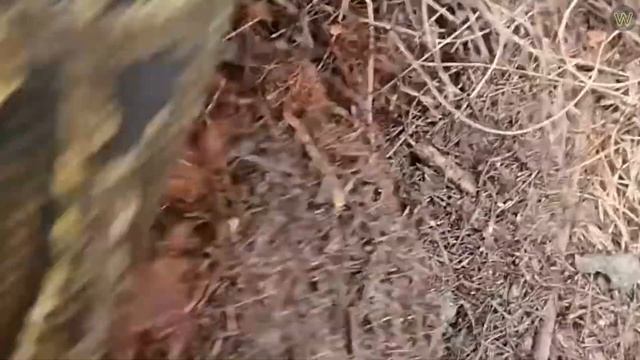 Убойные моменты с животными