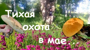 Тихая охота 2026 года в мае...